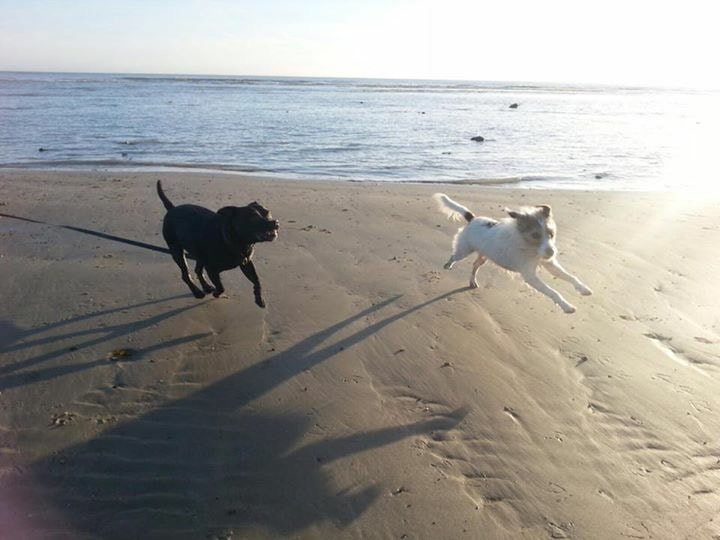Two dogs running and playing together on the beach