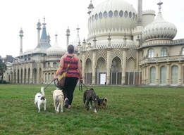 A dog walker exercising a group of dogs beside the Royal Pavilion