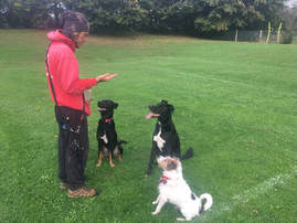 A trainer working with three attentive dogs in a park
